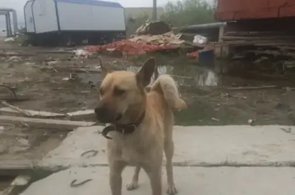 Собака пропала в Новом Уренгое (ЯНАО)