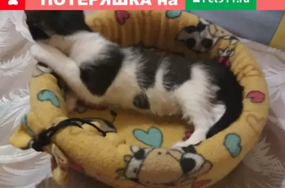 Пропала кошка на улице Баумана, Йошкар-Ола