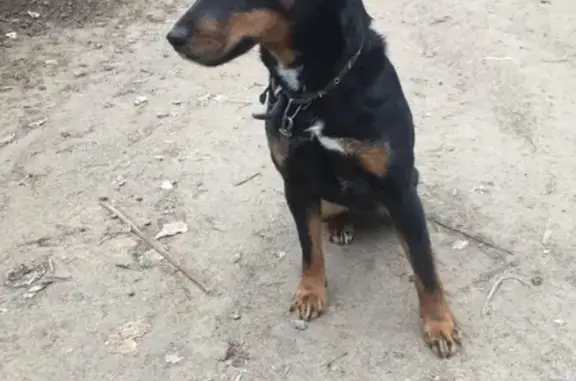 Найдена домашняя собака в Цимлянске
