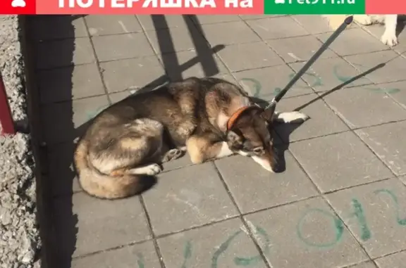 Найдена собака в Солнечногорске, М.о