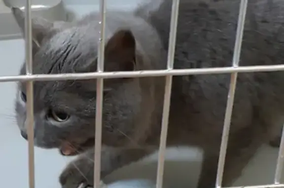Кошка с сломанной лапой найдена на Малой Зуевской, контактный хозяин нужен