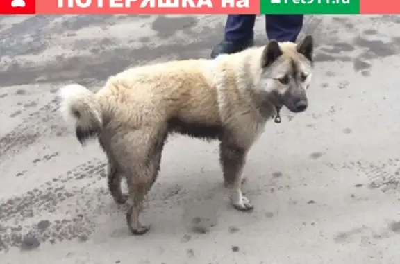 Пропала собака в Кировском районе на Седова, звоните!