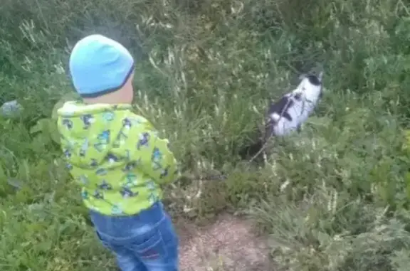 Пропала кошка Семён в Полевском, Свердловская область