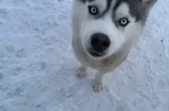 Пропала собака хаски в Тобольске, вознаграждение 5 тысяч рублей