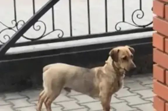 Пропала собака Лёха в Гвардейске, Калининградская область
