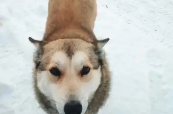 Пропала собака в Томске на улице Рабочей