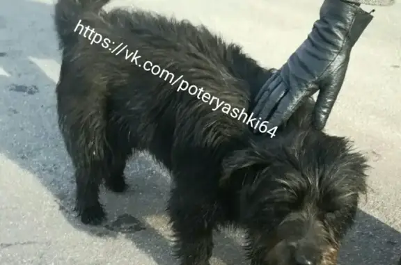 Найдена старая собака в Детском парке, Саратов