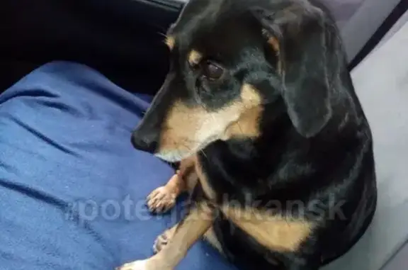 Найдена собака в Ленинском р-не Новосибирска