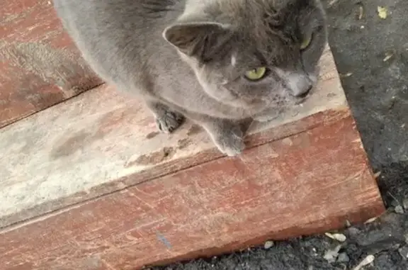 Найдена кошка в Осеево, ищем хозяев или новый дом