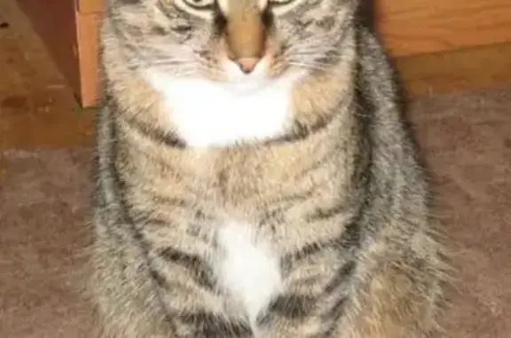 Кошки потеряшки, Кадом, фото: Потеряшка кошка в районе Белого озера, Воскресенский район, вознаграждение.