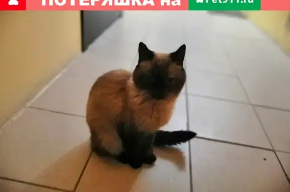 Найден котик на ул. Гагарина, 27 в Березовском