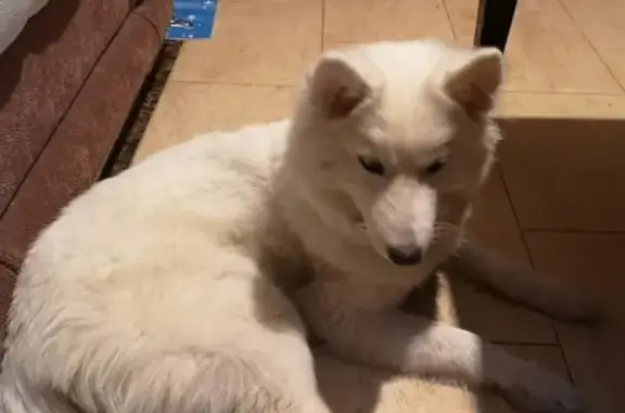 Собака самоед с голубо-карий и карим глазом найдена в СНТ Язово, Москва