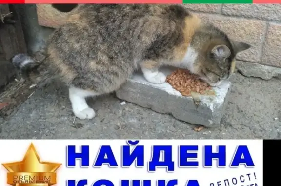 Найдена домашняя кошка на ул. Гоголя-Пролетарская в Кургане