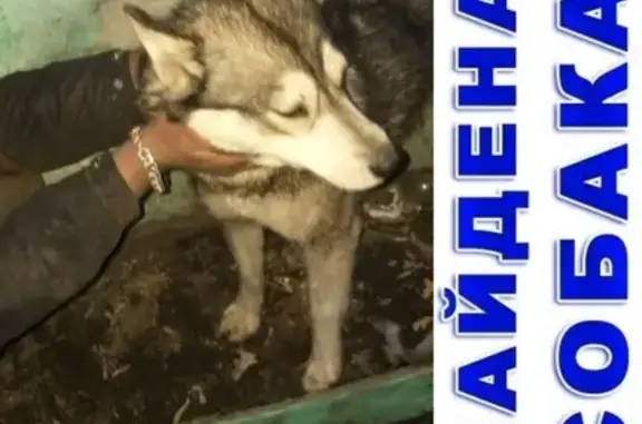 Собака найдена в Вороновке, Курган.