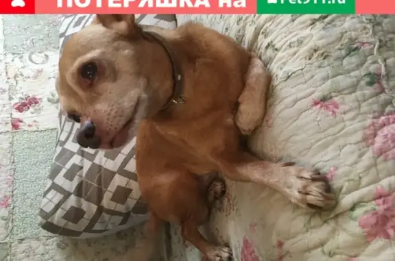Пропала собака Диня в Кудрово, Ленобласть.