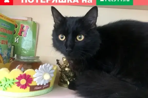 Найден котик на ул. Шишкова, ищем хозяина!