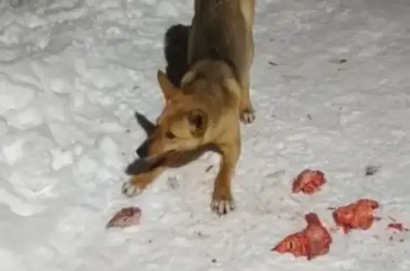 Пропала собака Альфа в Самаре