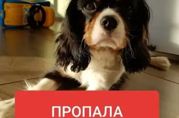 Пропала собака Маргарита в Дмитровском районе, вознаграждение.