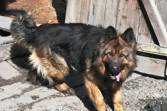 Найдена собака Черногорск! Владелец ищется