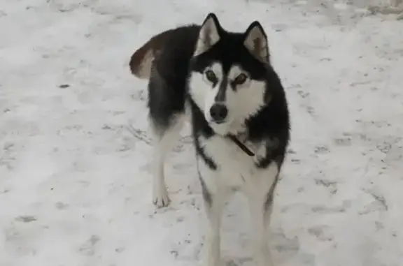 Пропала собака Хаски в с. Майма, Республика Алтай