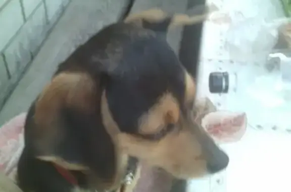 Пропала собака на улице Конева, Барнаул