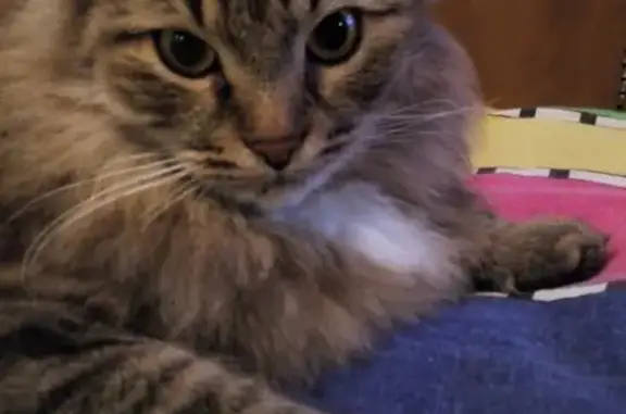 Кошки потеряшки, Киров, фото: Потеряшка кот на ул. Красина, р-н Дружбы (Киров)