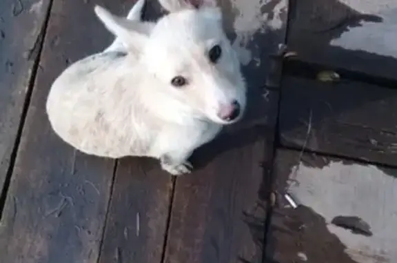 Найден щенок в районе поселка Станкозавода, обращаться по номеру