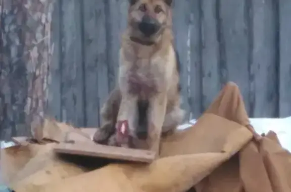 Найден пес с переломом в Тимерязево, нужна помощь!