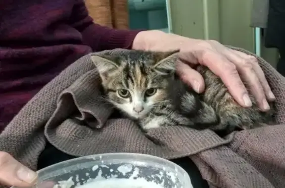 Найдены кошка и котенок в Перми