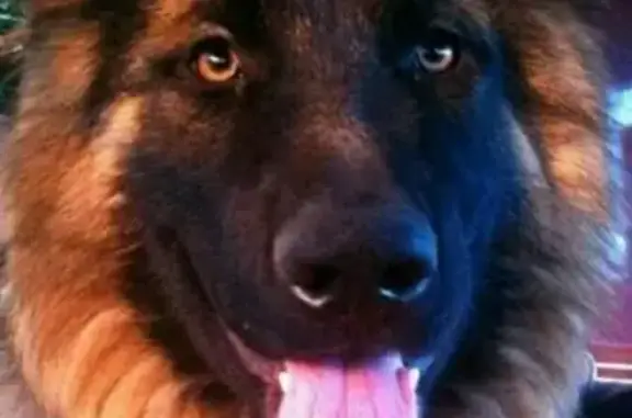 Пропала собака Ларс в Туапсе, Краснодарский край