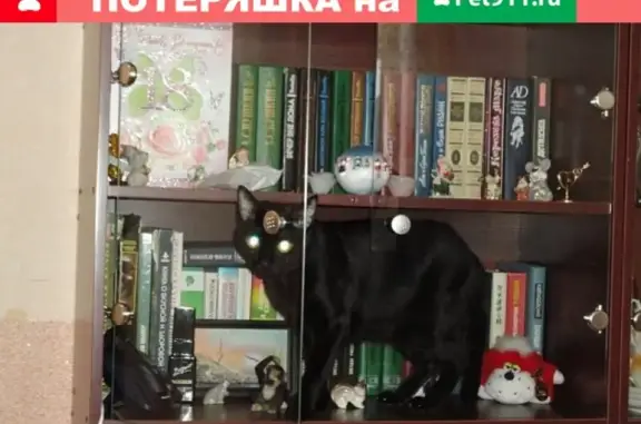 Объявления о пропавших и найденных животных, Тольятти, фото: Пропал толстый кот, 18 лет, белые подмышки и пах, Тольятти.