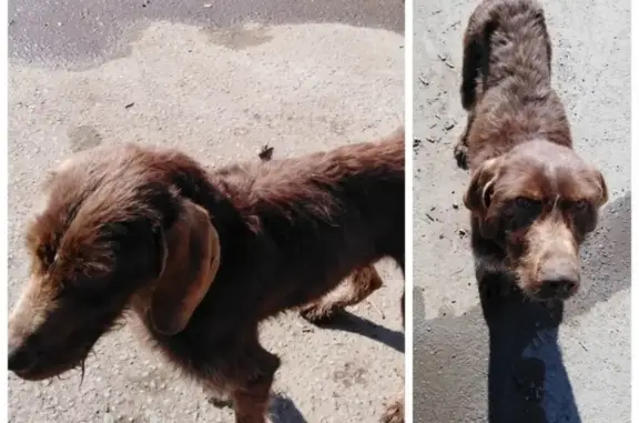 Найдена собака в Бузулуке