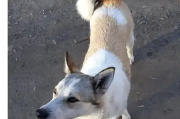 Пропала собака сибирская лайка помесь в Ангарске