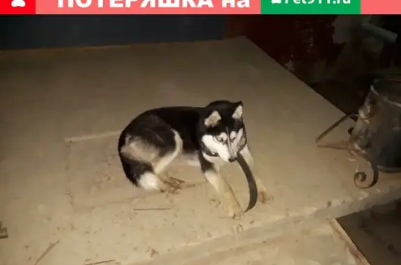 Собака найдена в Сафоново возле дома 36, срочно нужен хозяин!
