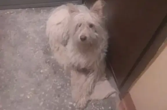Найдена собака в Казани, просим помощи