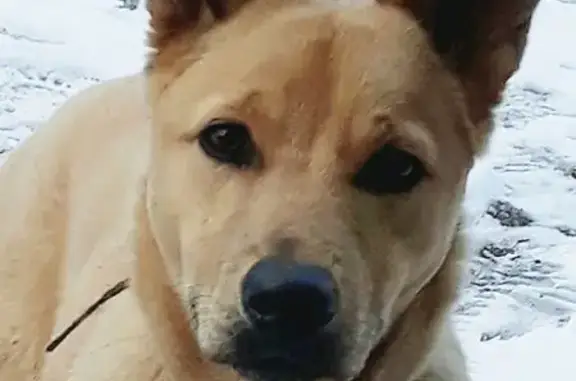 Найдена собака в Иваново! Ищем хозяев или новый дом