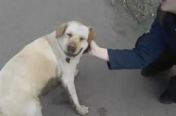 Найдена собака в Красноярске https://vk.com/andrey_morozov2018