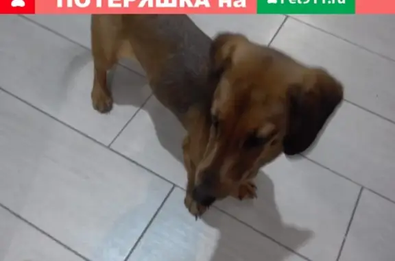 Собака найдена в Низино, ищем хозяина
