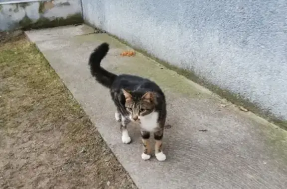 Найден домашний кот на улице Шестака
