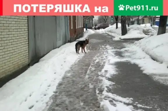 Пропала собака в Кузнецке, ищем хозяина.