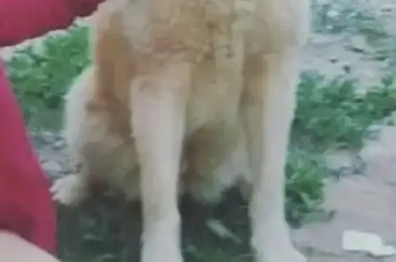 Объявления о пропавших и найденных животных, Липецк, фото: Пропала собака в Липецке, ул. Шкатова