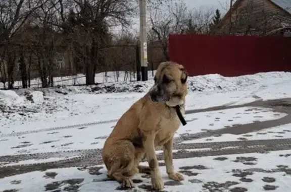 Найдена собака в Первомайском районе Москвы