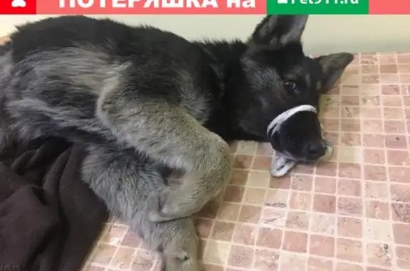 Собака найдена в Щелково https://vk.com/id448647803