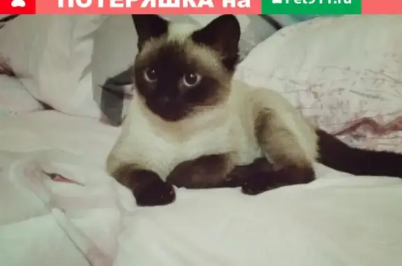 Пропал молодой котик на Байконуре, Нижегородская область