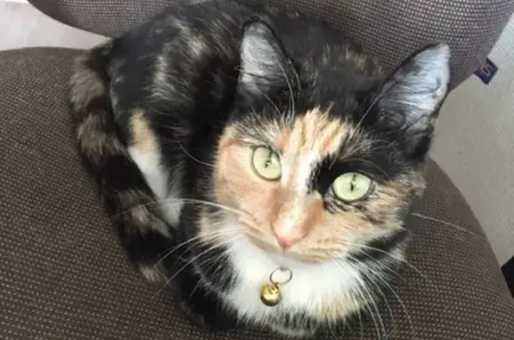 Кошки потеряшки, Курган, фото: Потеряшка кошка в Заозерном районе, Курган