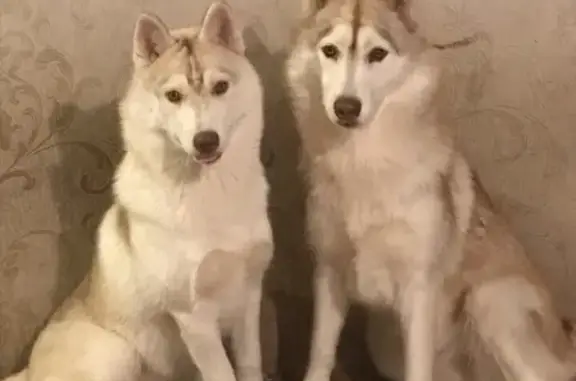 Собаки потеряшки, Сургут, фото: Потеряшка собака в Сургуте: Сибирский хаски Астрид и Фрейя, кооператив ПСОК-8