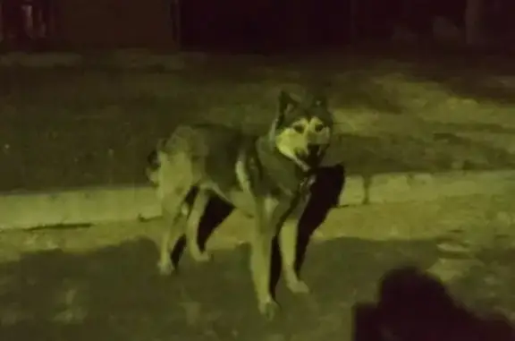 Найдена собака в Коломне