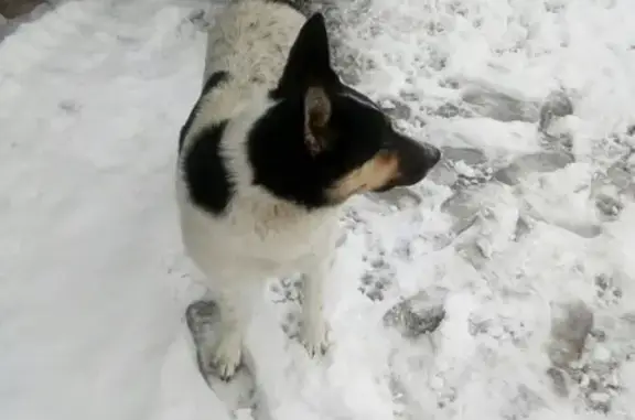 Найдена собака в Коврове, ищем хозяина!