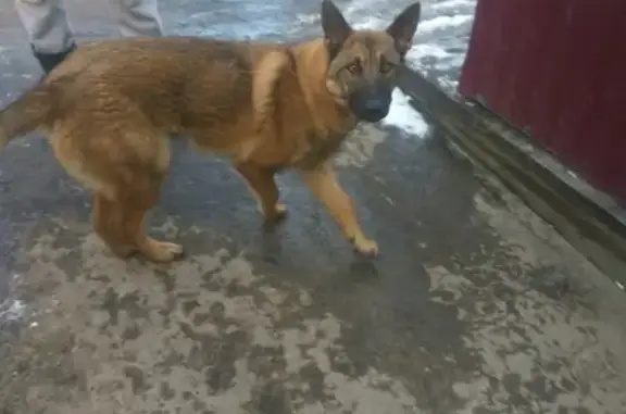 Найдена собака в поселке Михайловский, Ленинградская область