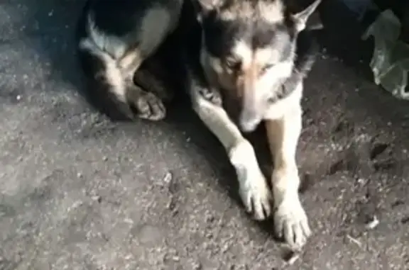 Собака найдена в Тольятти, автозаводский район